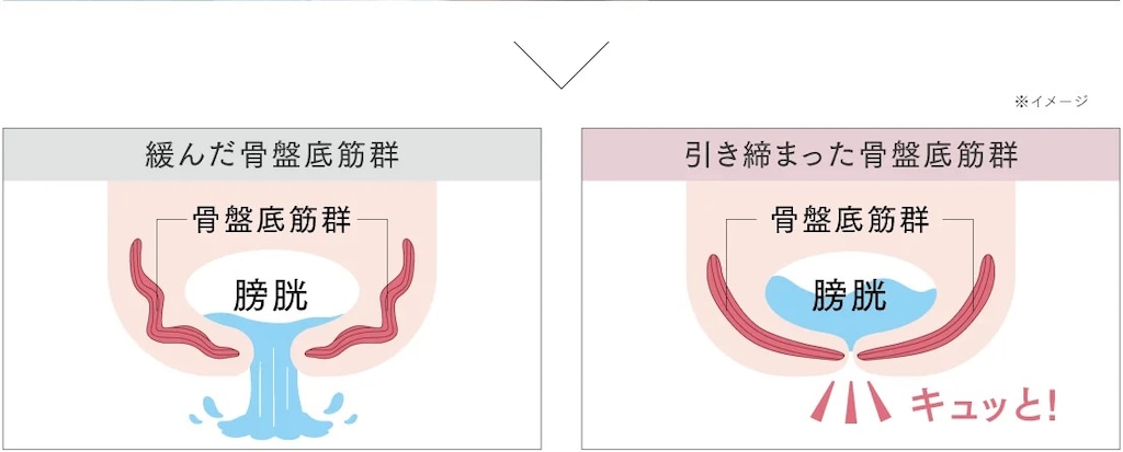 バスタイム骨盤底筋トレーニング | マイトレックス | MT-AQ24B バスタイム骨盤底筋トレーニング | マイトレックス | MT-AQ24B